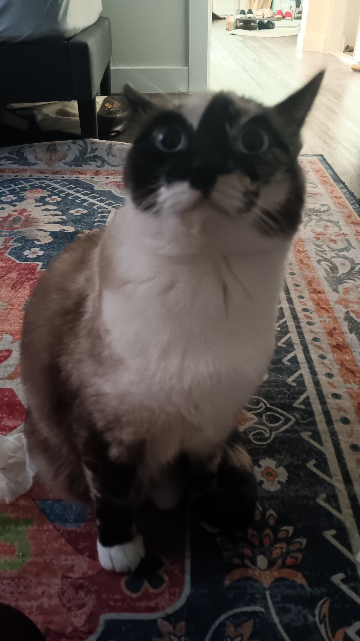A seal-point calico cat with her eyes wide and her ears back in what is familiarly called 'airplane ears.'